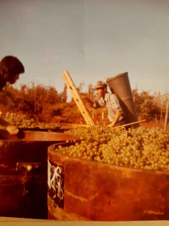 Weingut Rieger - Historie