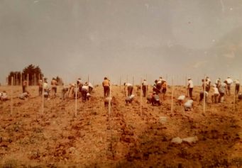 Weingut Rieger - Historie