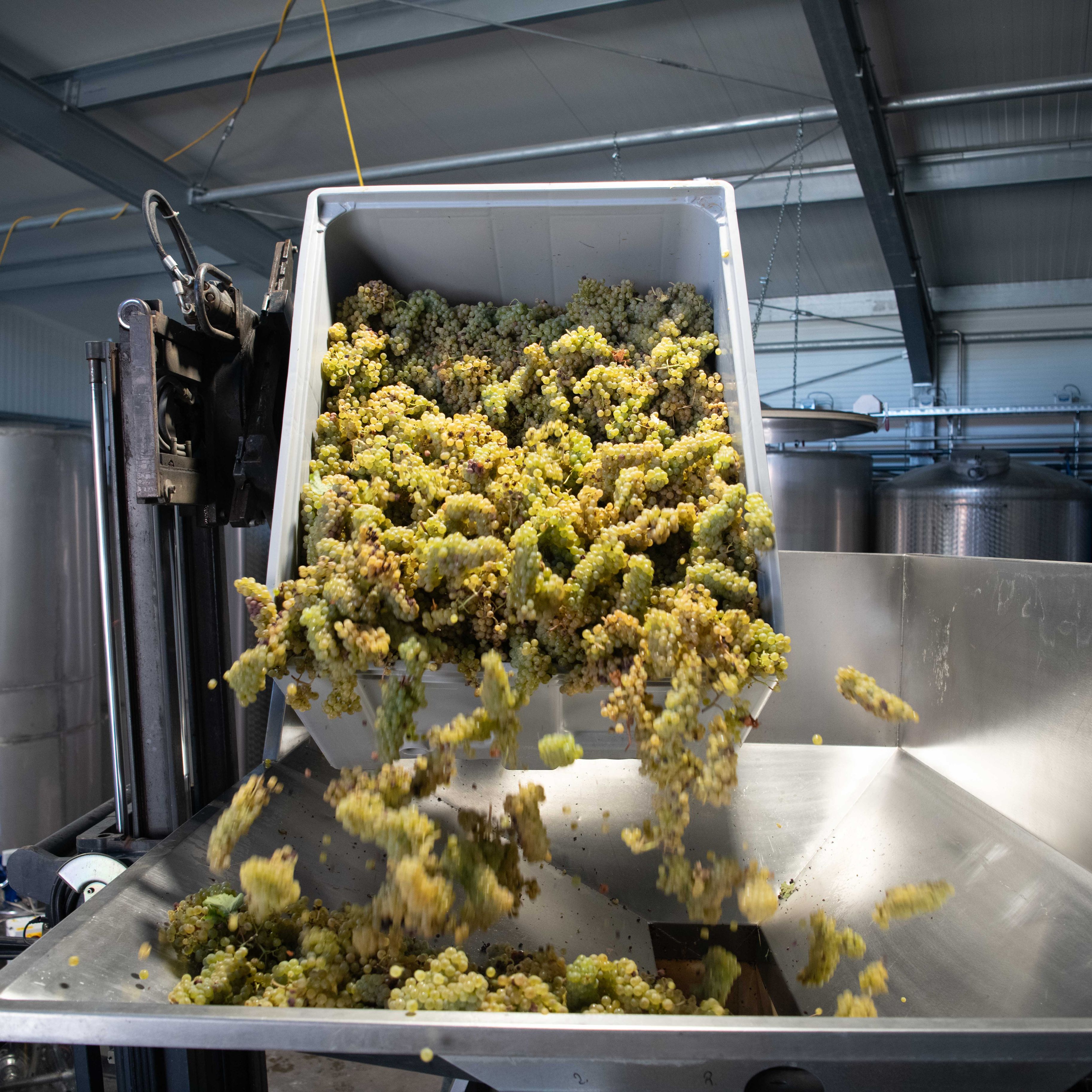 Weingut Rieger - die Mondphasen