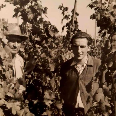 Weingut Rieger - Historie